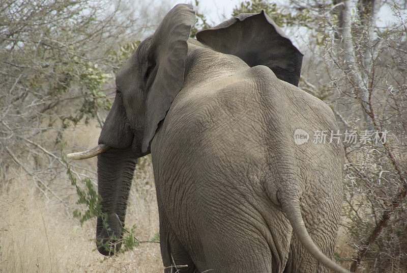 母非洲象(Loxodonta africana)吃(后视图)